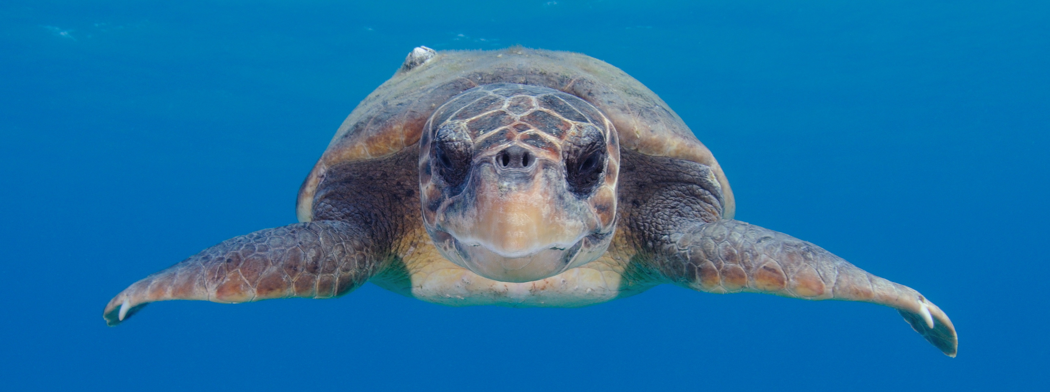 caretta caretta 01